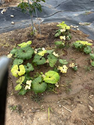 금강농원님의 양파 · 병해충상담 작성글 사진