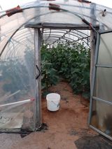 팜모닝 오이·영농일지 게시글 이미지