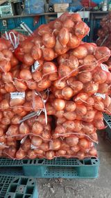 팜모닝 양파·영농일지 게시글 이미지