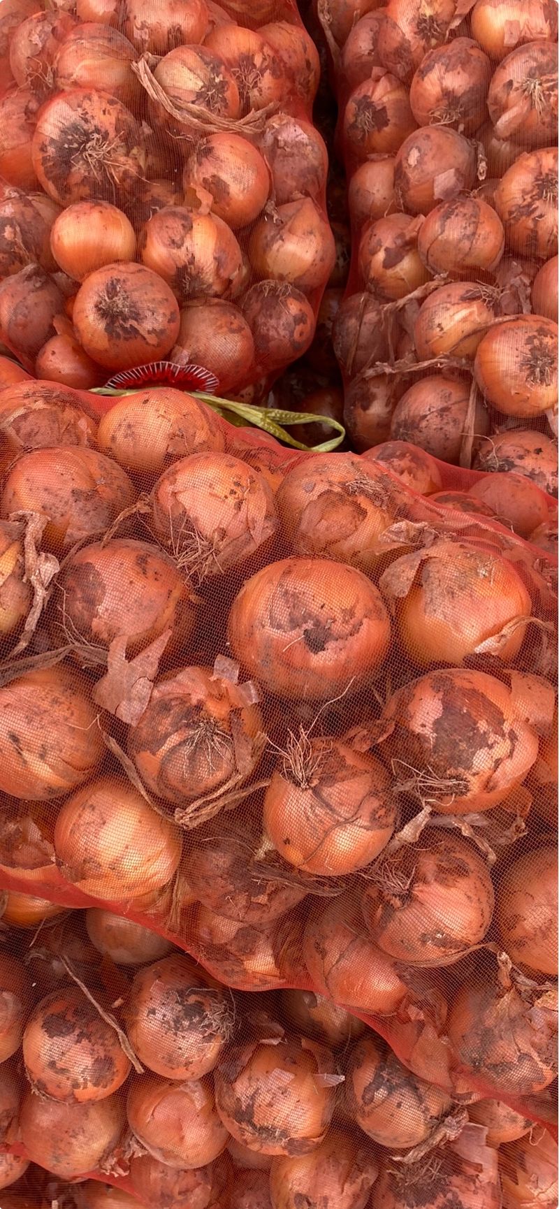 영천황마늘님의 장터 판매 상품 [영천 양파5kg] 첨부 사진