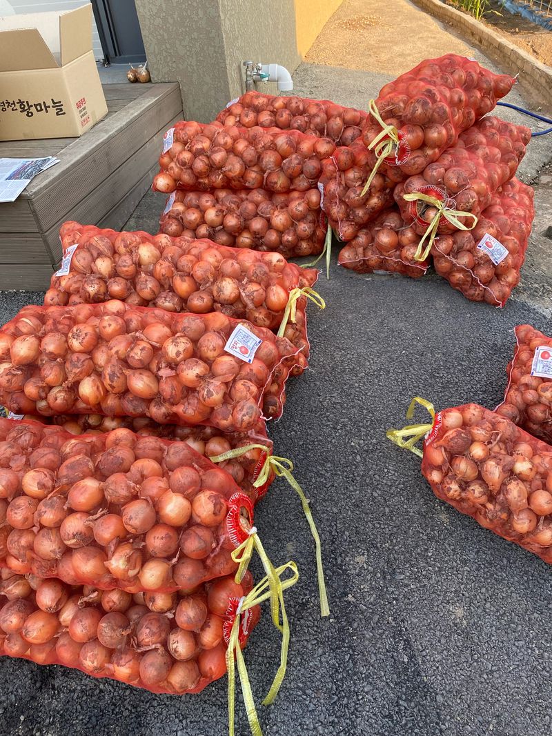 영천황마늘님의 장터 판매 상품 [영천 양파5kg] 첨부 사진