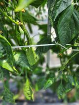 팜모닝 고추·영농일지 게시글 이미지