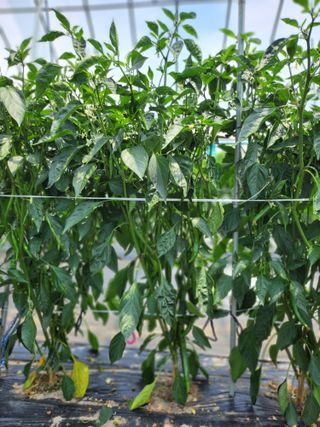 김창순님의 고추 · 영농일지 작성글 사진