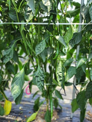 김창순님의 고추 · 영농일지 작성글 사진