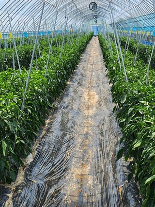 김창순님의 고추 · 영농일지 작성글 사진