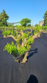 팜모닝 귤·영농일지 게시글 이미지