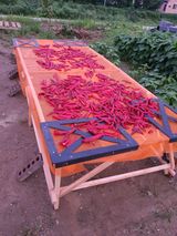 팜모닝 고추·병해충상담 게시글 이미지