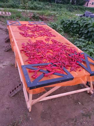 나여기에님의 고추 · 병해충상담 작성글 사진