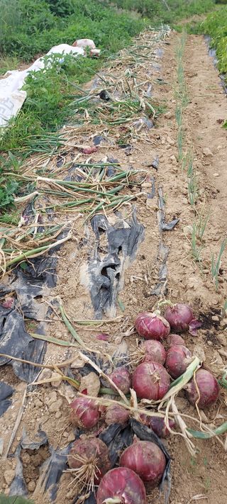 정옥자님의 양파 · 영농일지 작성글 사진