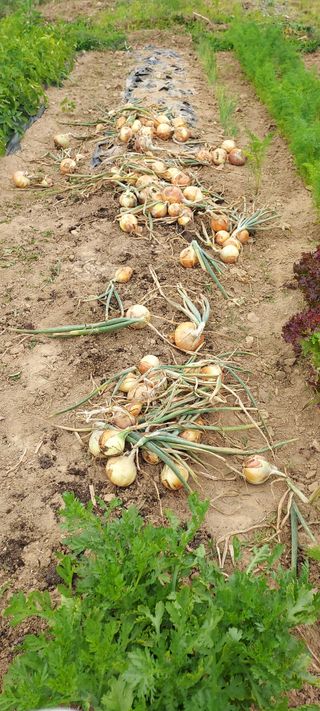 정옥자님의 양파 · 영농일지 작성글 사진