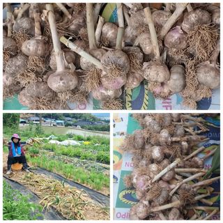 정옥자님의 양파 · 영농일지 작성글 사진