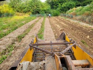 진촌다육묘목농원님의 감자 · 영농일지 작성글 사진