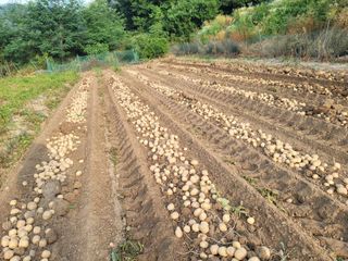진촌다육묘목농원님의 감자 · 영농일지 작성글 사진