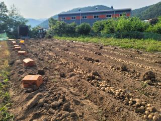 진촌다육묘목농원님의 감자 · 영농일지 작성글 사진