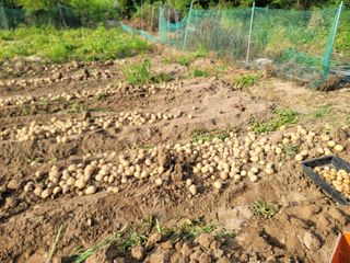 진촌다육묘목농원님의 감자 · 영농일지 작성글 사진