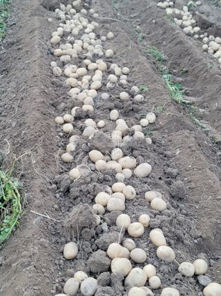 진촌다육묘목농원님의 감자 · 영농일지 작성글 사진