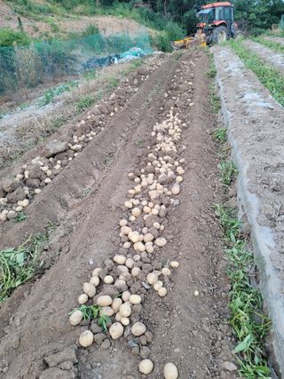 진촌다육묘목농원님의 감자 · 영농일지 작성글 사진