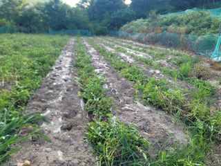 진촌다육묘목농원님의 감자 · 영농일지 작성글 사진