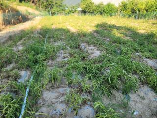 진촌다육묘목농원님의 감자 · 영농일지 작성글 사진