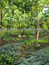 팜모닝 포도·영농일지 게시글 이미지