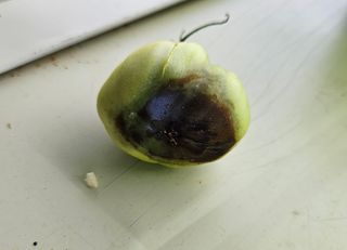 김인수님의 토마토 · 병해충상담 작성글 사진