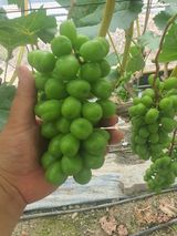 팜모닝 포도·영농일지 게시글 이미지