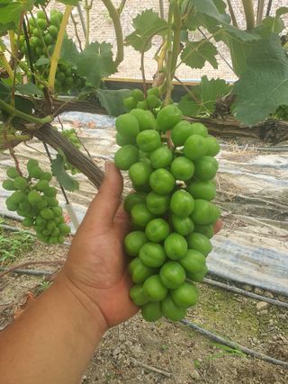 서성혁님의 포도 · 영농일지 작성글 사진