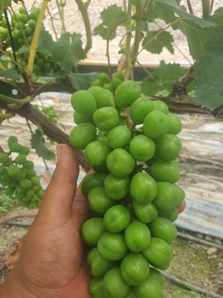 서성혁님의 포도 · 영농일지 작성글 사진