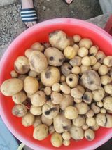 팜모닝 농사, 무엇이든 물어보세요!·참여글 게시글 이미지