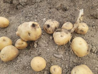 재화도령님의 농사, 무엇이든 물어보세요! · 참여글 작성글 사진