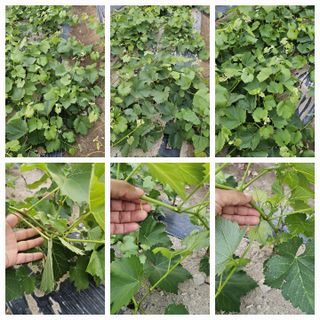 뿌리묘목농원님의 자유주제 · 자유게시판 작성글 사진