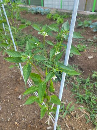 조상희님의 파 · 영농일지 작성글 사진