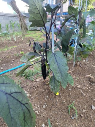 조상희님의 파 · 영농일지 작성글 사진