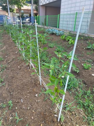 조상희님의 파 · 영농일지 작성글 사진