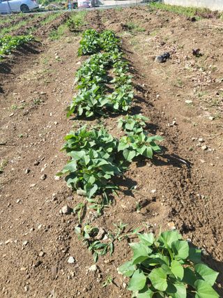 조상희님의 파 · 영농일지 작성글 사진