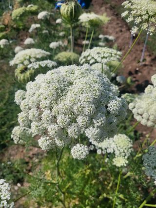 조상희님의 파 · 영농일지 작성글 사진