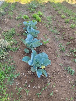 조상희님의 파 · 영농일지 작성글 사진