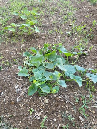 조상희님의 파 · 영농일지 작성글 사진