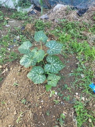 조상희님의 파 · 영농일지 작성글 사진