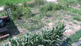 박해용(세건농장)님의 호박 · 영농일지 작성글 사진