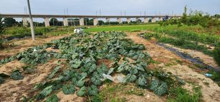 박해용(세건농장)님의 호박 · 영농일지 작성글 사진