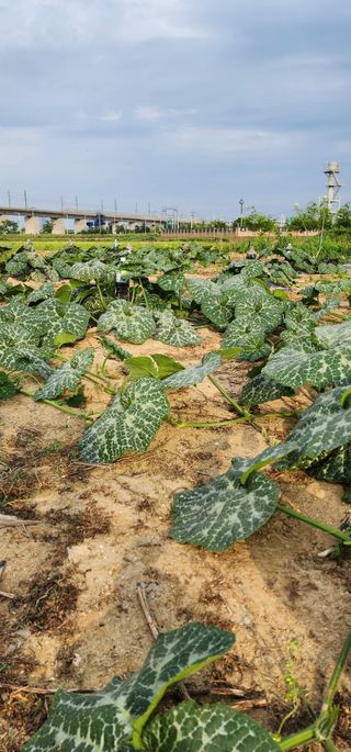 박해용(세건농장)님의 호박 · 영농일지 작성글 사진
