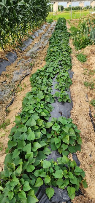 박해용(세건농장)님의 호박 · 영농일지 작성글 사진