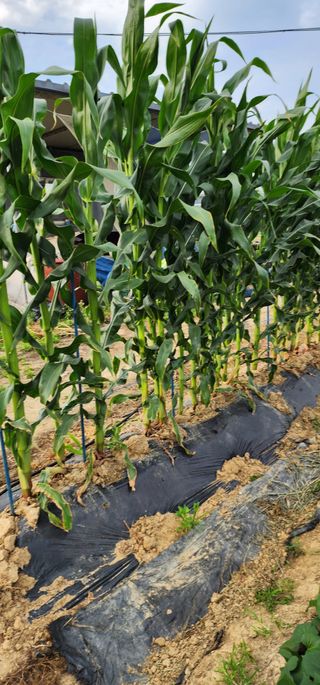 박해용(세건농장)님의 호박 · 영농일지 작성글 사진