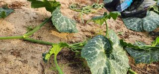 박해용(세건농장)님의 호박 · 영농일지 작성글 사진