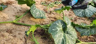 박해용(세건농장)님의 호박 · 영농일지 작성글 사진