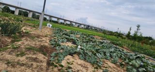 박해용(세건농장)님의 호박 · 영농일지 작성글 사진