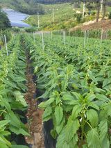 팜모닝 자유주제·자유게시판 게시글 이미지