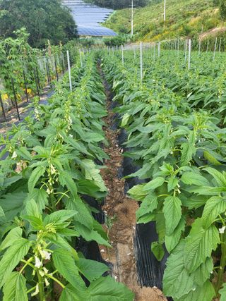 김옥열님의 자유주제 · 자유게시판 작성글 사진