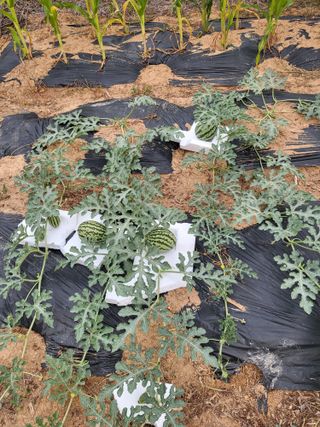 김옥열님의 자유주제 · 자유게시판 작성글 사진